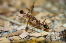 Myrmecia pavida