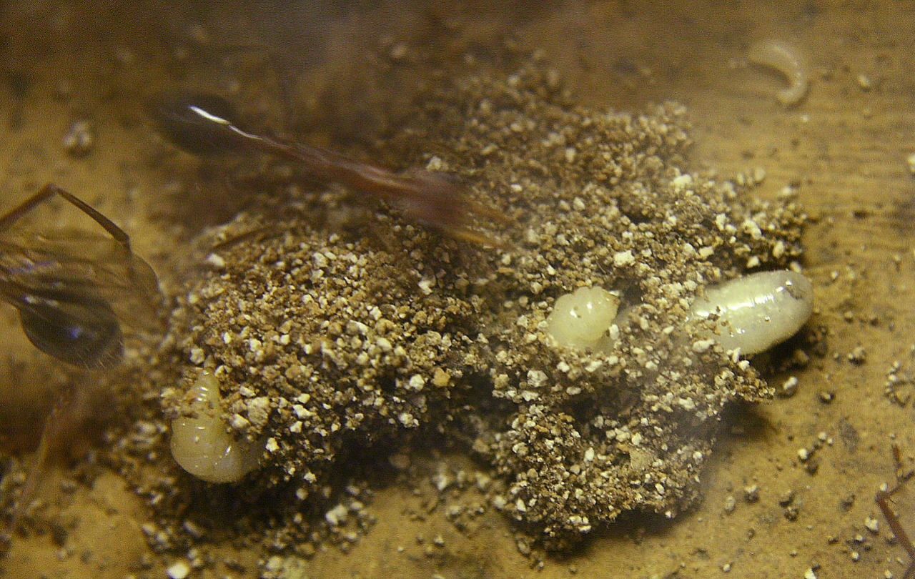 Myrmecia pavida Larvenverpuppung
