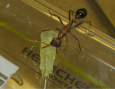 Myrmecia pavida