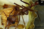 Myrmecia pavida