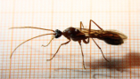 Myrmecia pavida Männchen