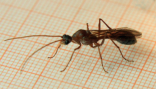 Myrmecia pavida Männchen