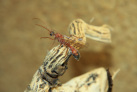 Myrmecia pavida Männchen