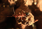 Myrmecia pavida