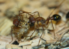 Myrmecia pavida