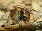 Myrmecia pavida