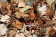 Myrmecia pavida