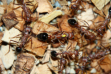 Myrmecia pavida