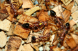 Myrmecia pavida