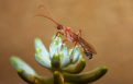 Myrmecia pavida Männchen