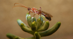 Myrmecia pavida