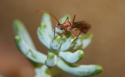Myrmecia pavida Männchen