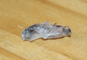 Myrmecia pavida