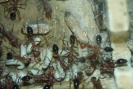 Myrmecia pavida Larven