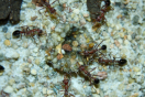Myrmecia pavida