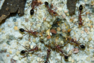 Myrmecia pavida