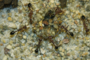 Myrmecia pavida
