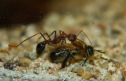 Myrmecia pavida mit Honigbienendrohne