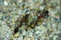 Myrmecia pavida