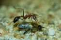 Myrmecia pavida mit Honigbienendrohne