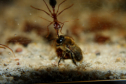 Myrmecia pavida