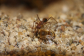 Myrmecia pavida