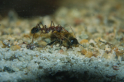 Myrmecia pavida