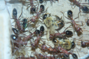 Myrmecia pavida