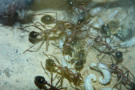 Myrmecia pavida