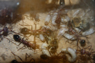 Myrmecia pavida