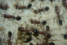 Myrmecia pavida