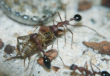 Myrmecia pavida