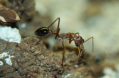 Myrmecia pavida