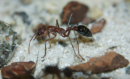 Myrmecia pavida