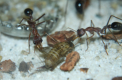 Myrmecia pavida