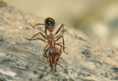 Myrmecia pavida