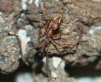 Myrmecia pavida