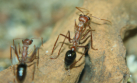 Myrmecia pavida