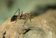 Myrmecia pavida