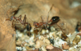 Myrmecia pavida