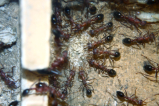 Myrmecia pavida