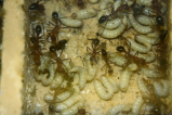 Myrmecia pavida