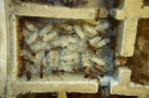 Myrmecia pavida