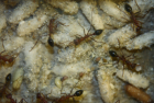 Myrmecia pavida
