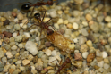 Myrmecia pavida