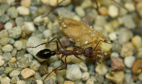 Myrmecia pavida