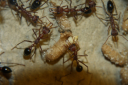 Myrmecia pavida