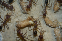 Myrmecia pavida