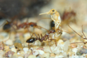 Myrmecia pavida