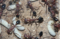 Myrmecia pavida Larven